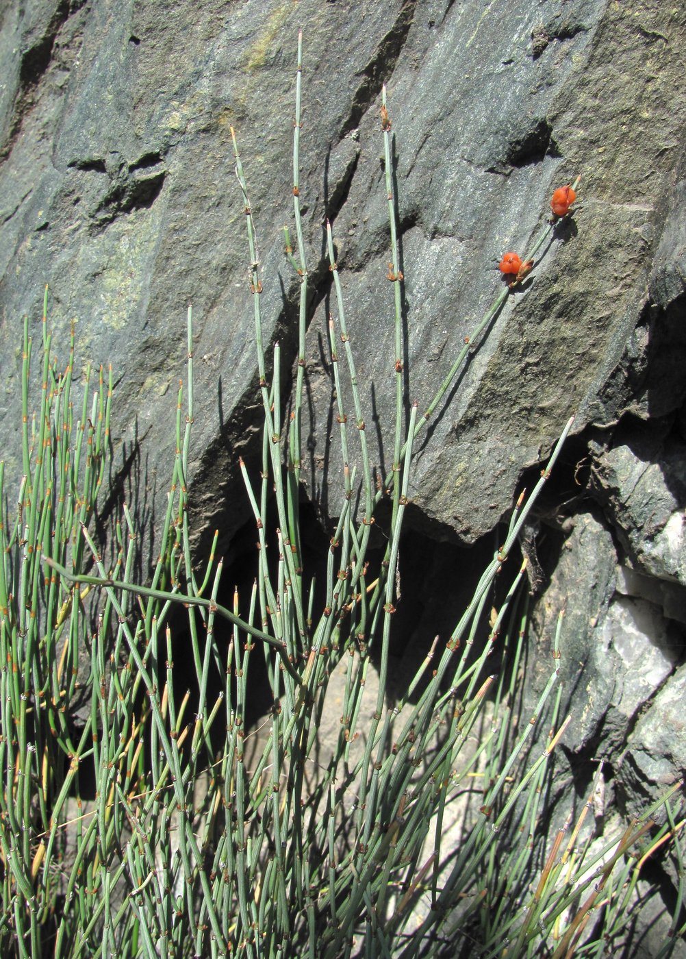 Image of Ephedra procera specimen.