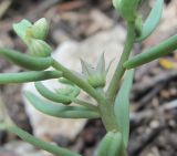 Sedum hispanicum