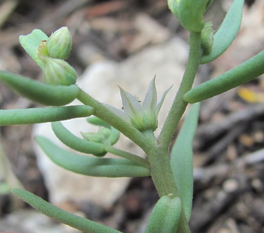 Image of Sedum hispanicum specimen.