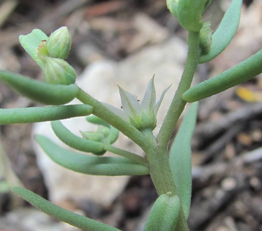 Изображение особи Sedum hispanicum.