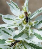 Euphorbia marginata