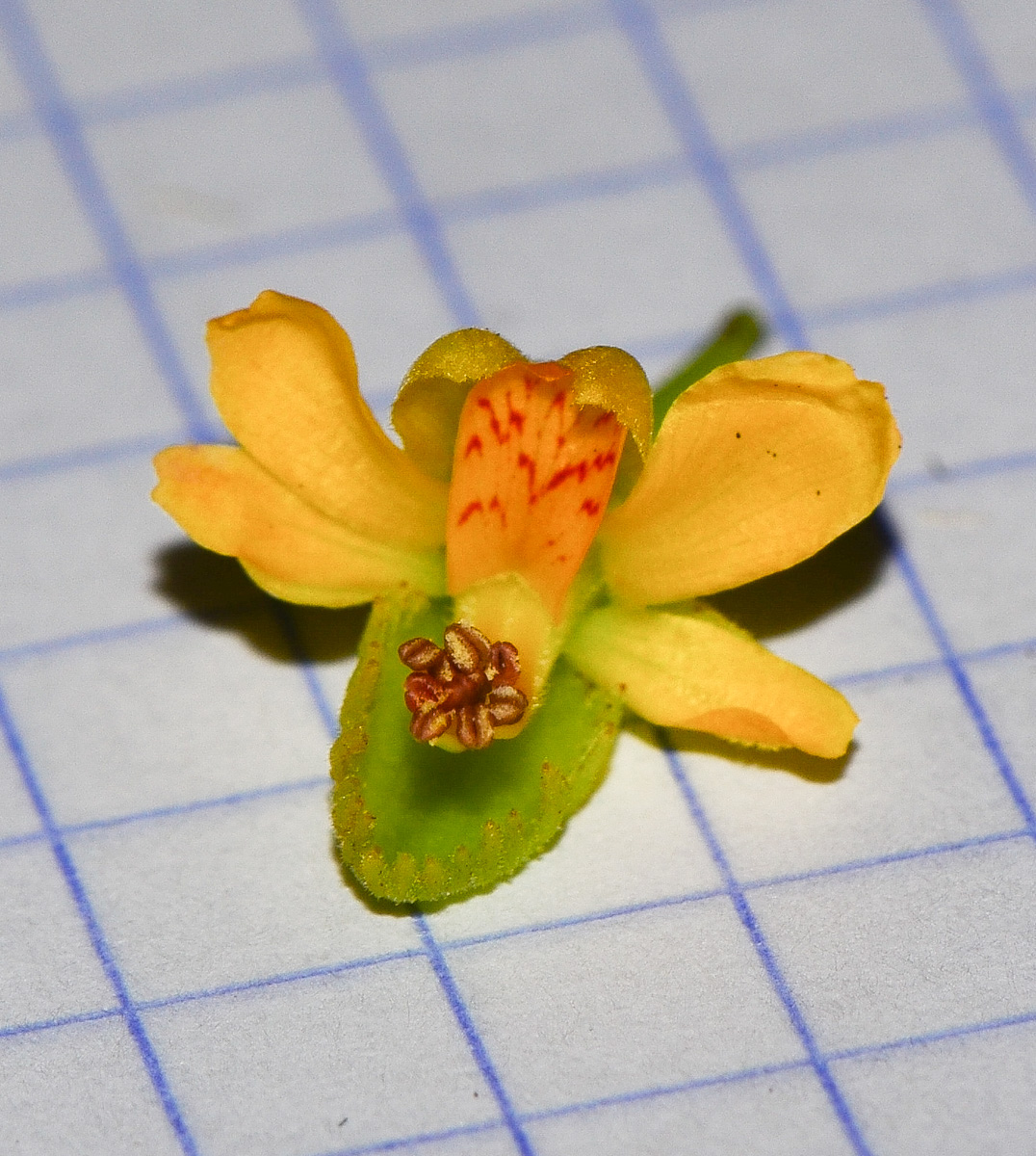 Изображение особи Caesalpinia spinosa.