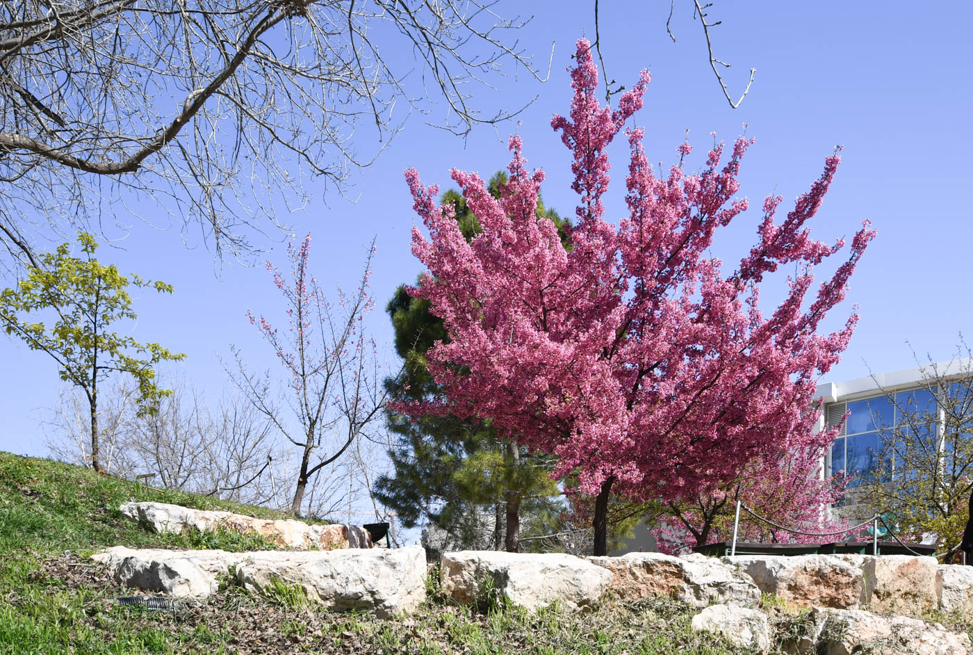 Image of Prunus campanulata specimen.