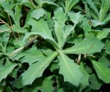 Arabis caucasica. Побег. Крым, г. Бахчисарай, территория Успенского монастыря, на пустом пространстве между подпорной стенкой и деревьями, возможно в культуре. Июль 2019 г.