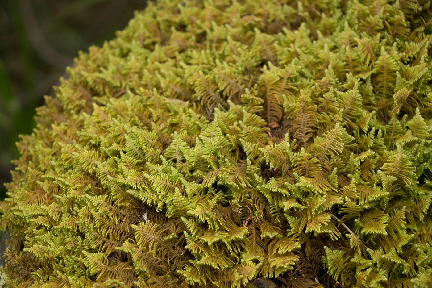 Image of Ptilium crista-castrensis specimen.