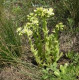 Sempervivum ruthenicum