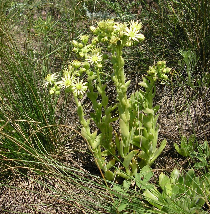 Image of Sempervivum ruthenicum specimen.