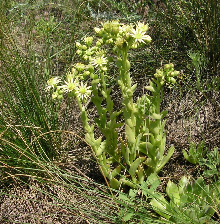 Изображение особи Sempervivum ruthenicum.