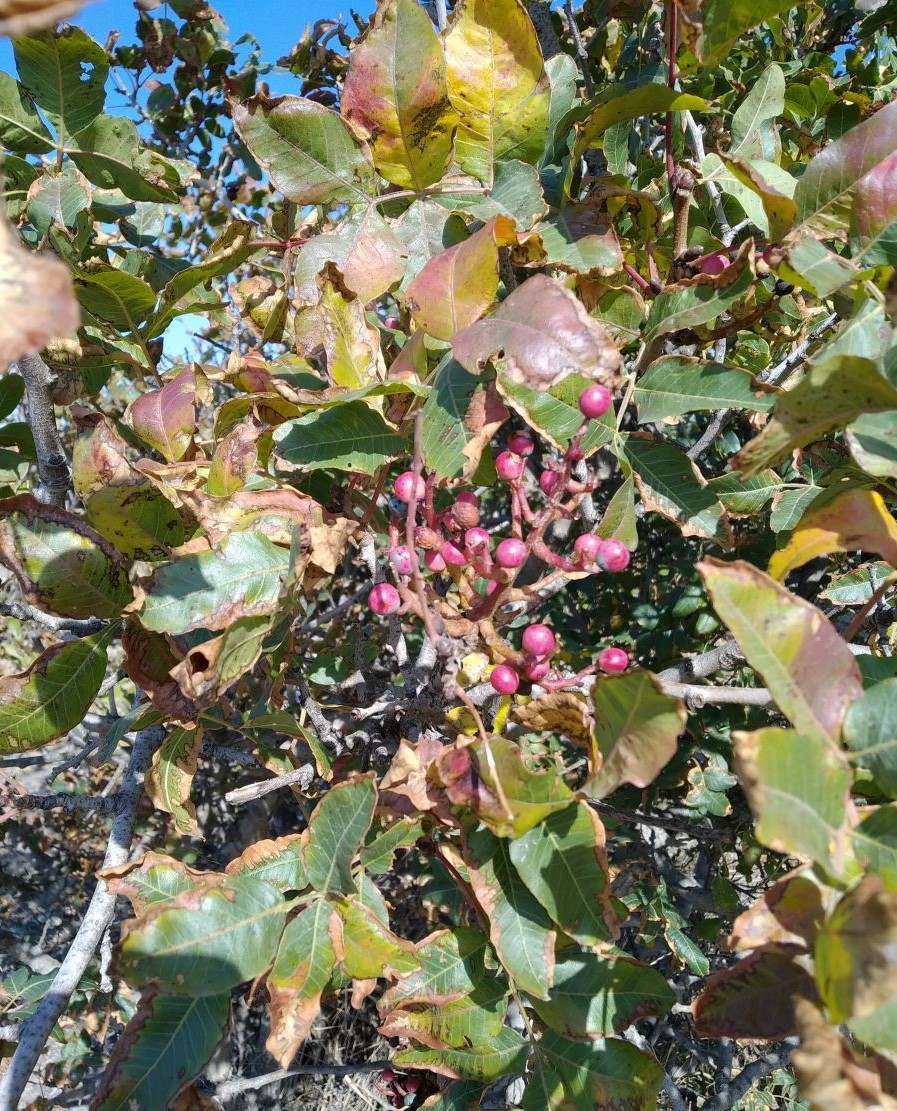 Image of Pistacia mutica specimen.