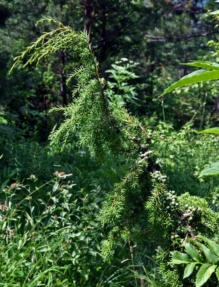 Изображение особи род Juniperus.