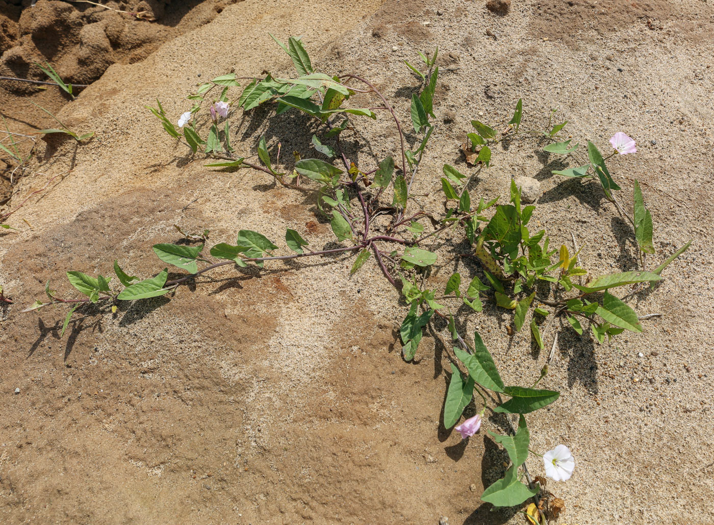 Изображение особи Convolvulus arvensis.