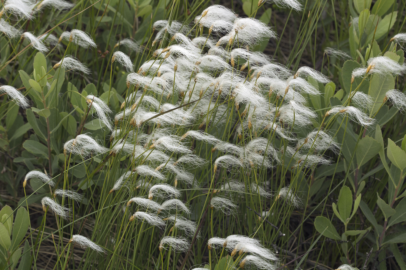 Изображение особи Trichophorum alpinum.