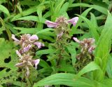 Pedicularis resupinata