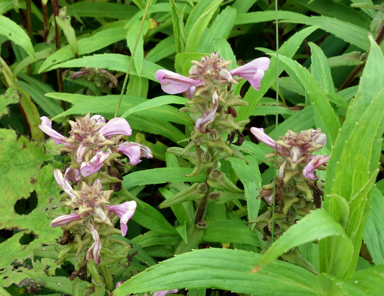 Image of Pedicularis resupinata specimen.