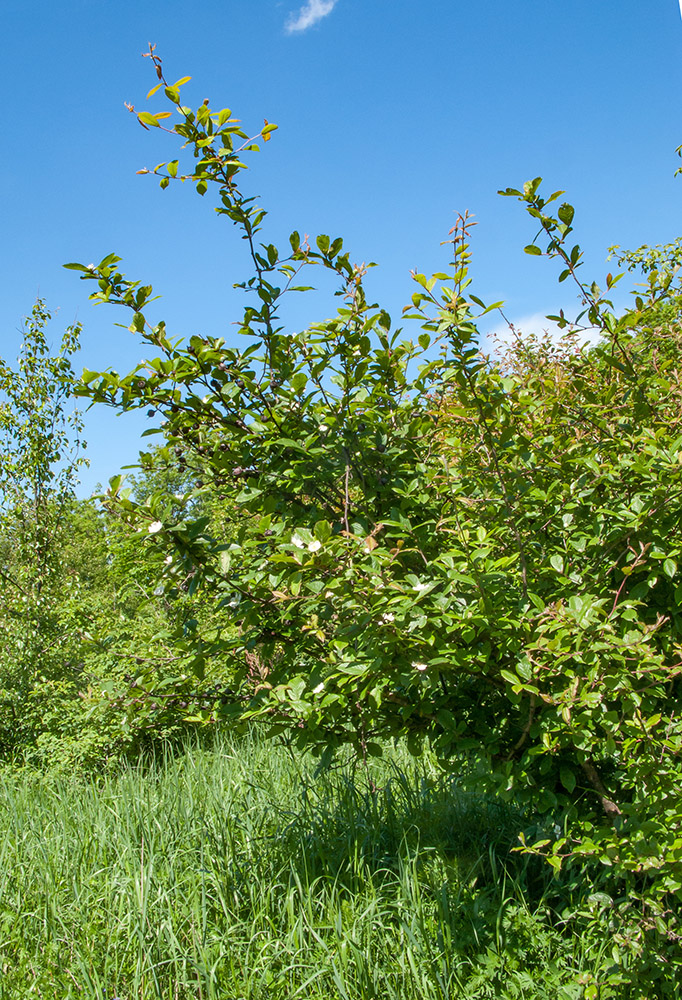 Image of Mespilus germanica specimen.