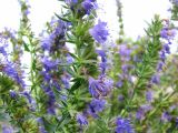 Hyssopus officinalis