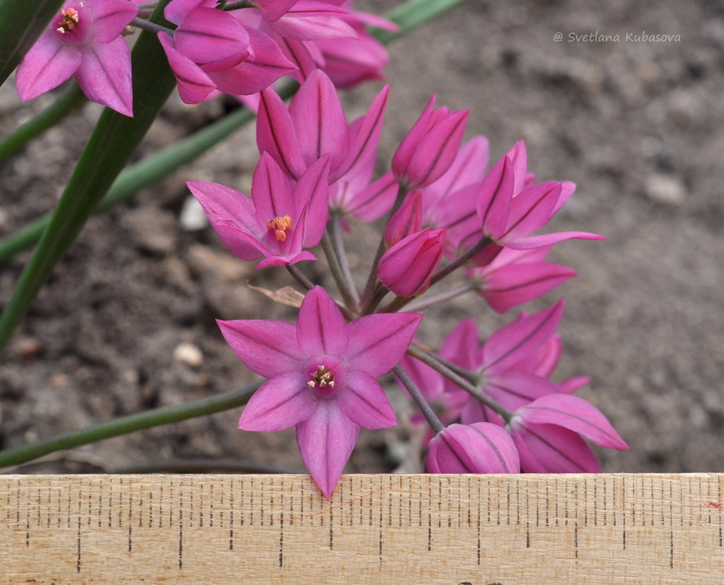 Изображение особи Allium oreophilum.