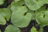 Maianthemum dilatatum