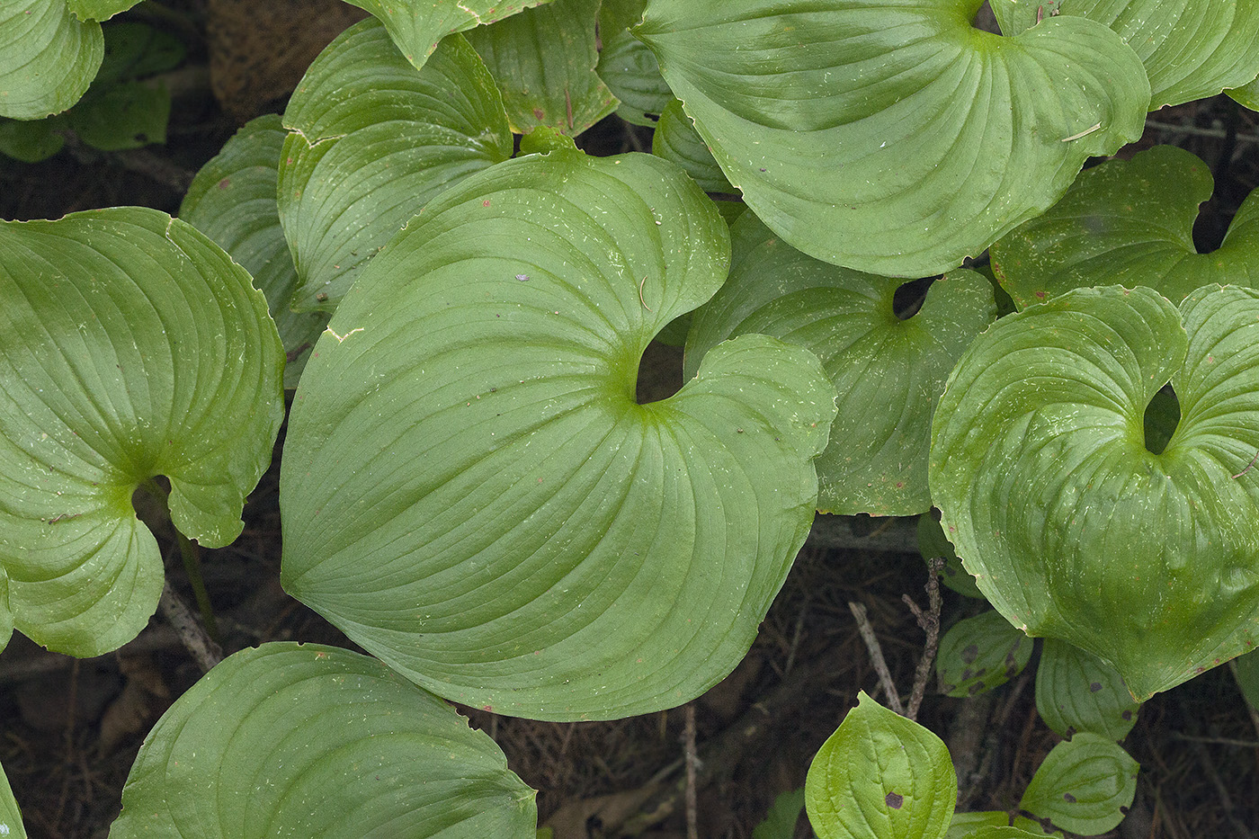 Image of Maianthemum dilatatum specimen.