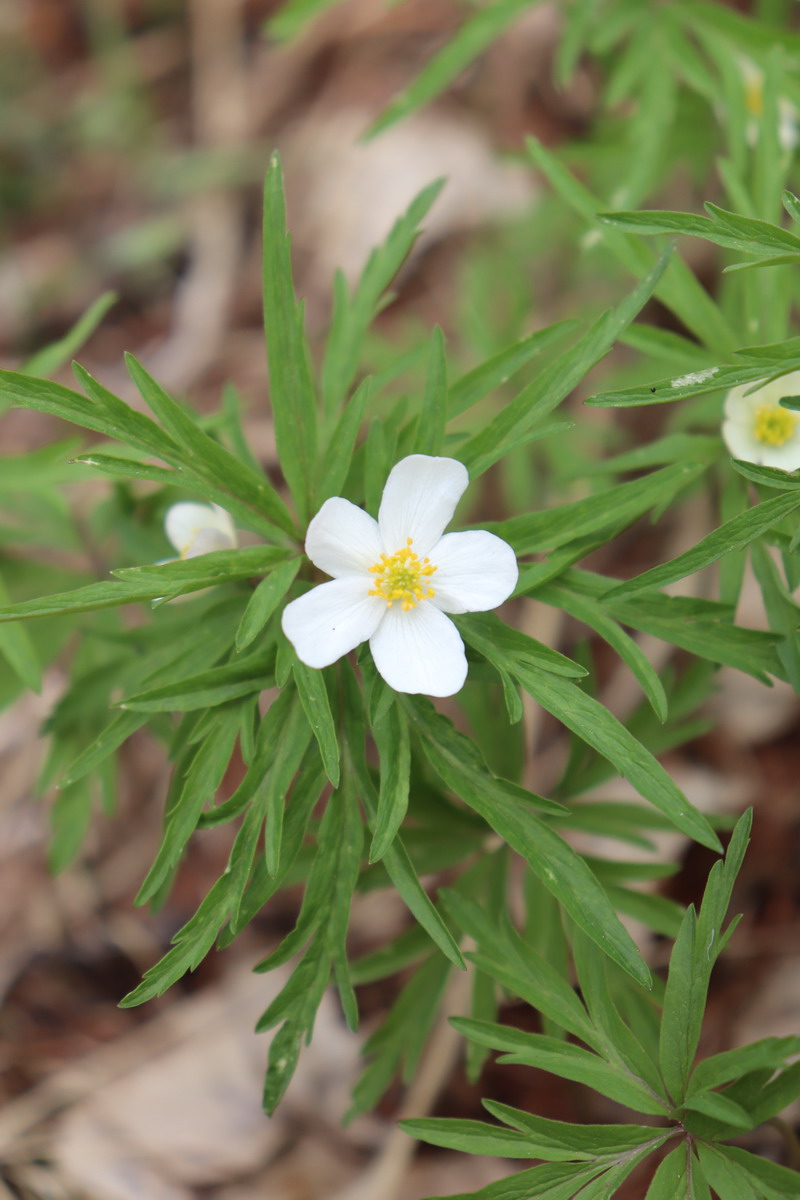 Image of Anemone caerulea specimen.