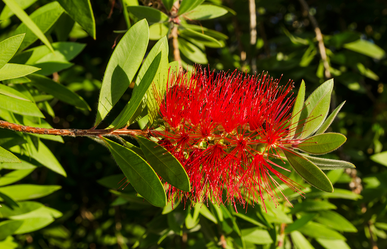 Изображение особи Callistemon phoeniceus.