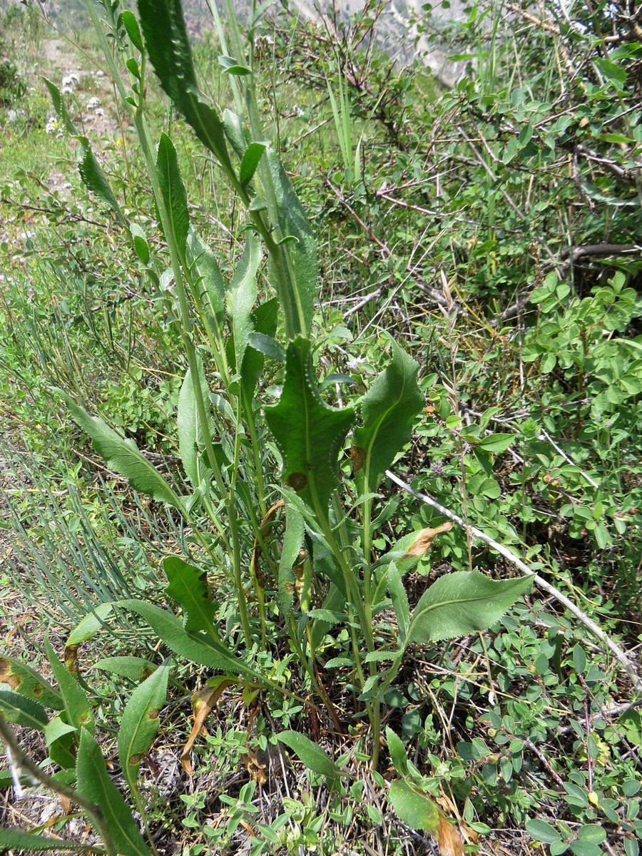 Изображение особи Rhaponticoides modesti.