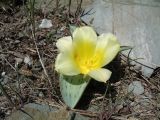 Tulipa greigii. Цветущее растение. Казахстан, хр. Сырдарьинский Каратау, ущ. Беркара, сланцево-щебнистый склон юго-вост. экспозиции, ≈ 700 м н.у.м. 4 апреля 2020 г.