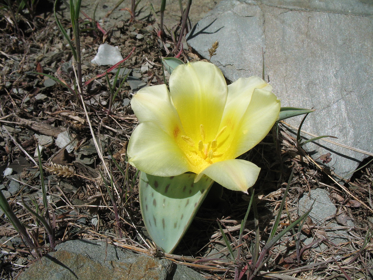Image of Tulipa greigii specimen.