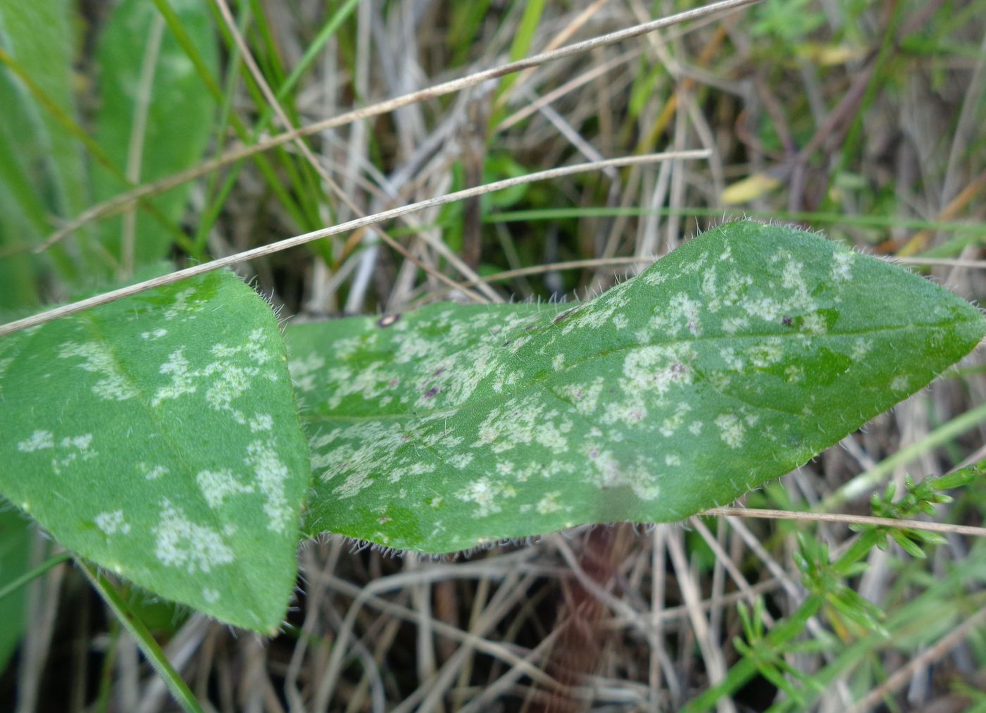 Image of Knautia arvensis specimen.