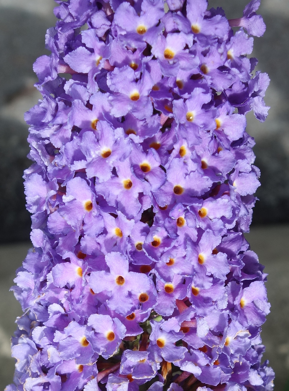 Image of Buddleja davidii specimen.