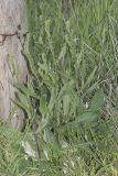 семейство Asteraceae. Бутонизирующее растение. Крым, Бахчисарайский р-н, окр. с. Дачное, фруктовый сад. 17.05.2020.