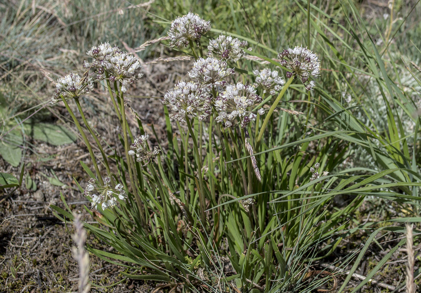 Image of genus Allium specimen.