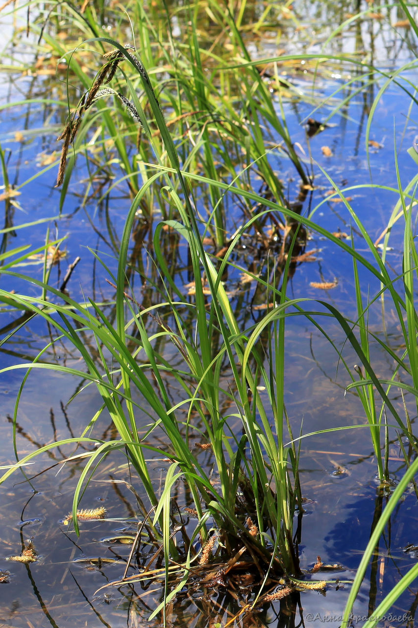 Изображение особи Carex acuta.