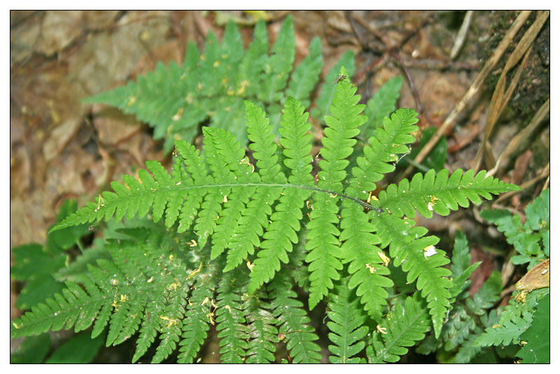 Изображение особи Phegopteris connectilis.