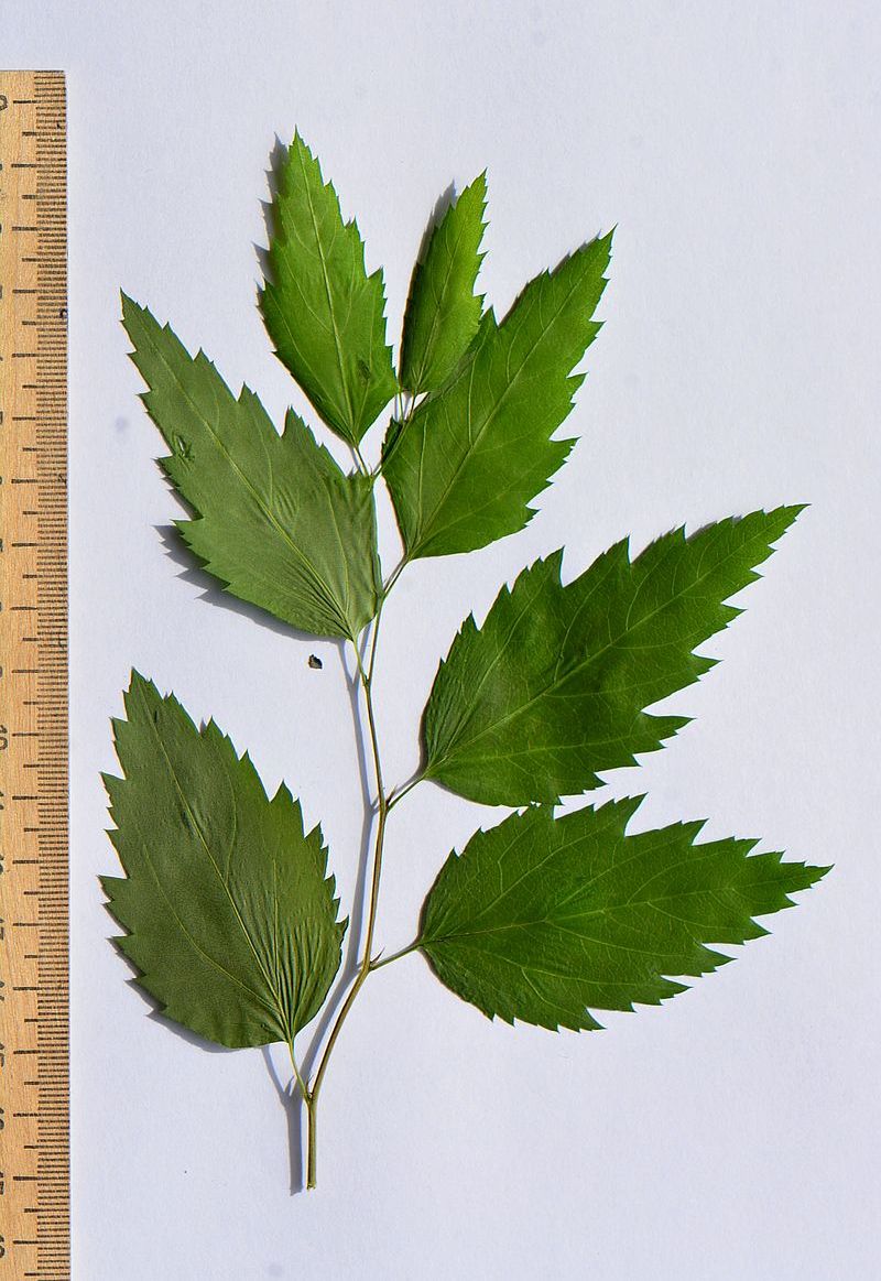 Изображение особи Spiraea chamaedryfolia.