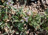 Astragalus tibetanus