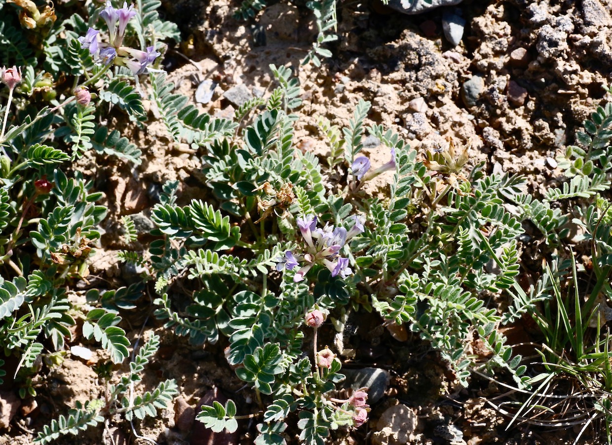 Image of Astragalus tibetanus specimen.