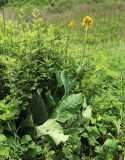 Ligularia schmidtii. Цветущие растения. Приморский край, Партизанский р-н, гора Брат, сухой крутой южный склон, в редколесье дуба монгольского (Quercus mongolica) с густыми зарослями леспедецы (Lespedeza bicolor), полыни (Artemisia gmelinii), злаков (Spodiopogon sibiricus) и разнотравья (Syneilesis aconitifolia, Rhaponticum satzyperovii, Sophora flavescens и др.). 30.06.2020.