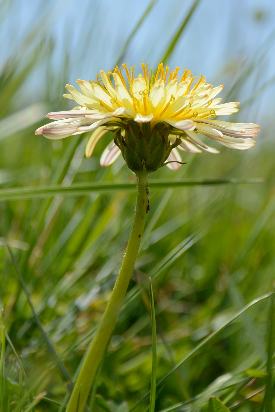 Изображение особи Taraxacum confusum.