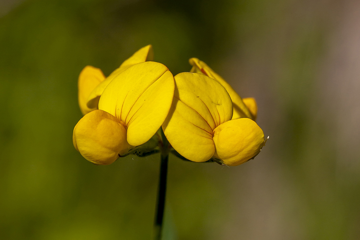 Изображение особи Lotus &times; ucrainicus.