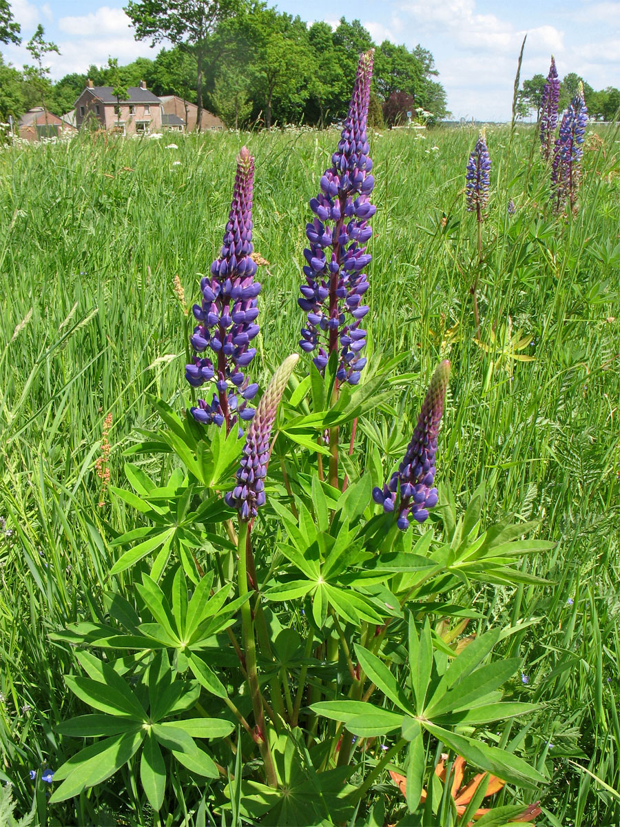 Image of Lupinus polyphyllus specimen.