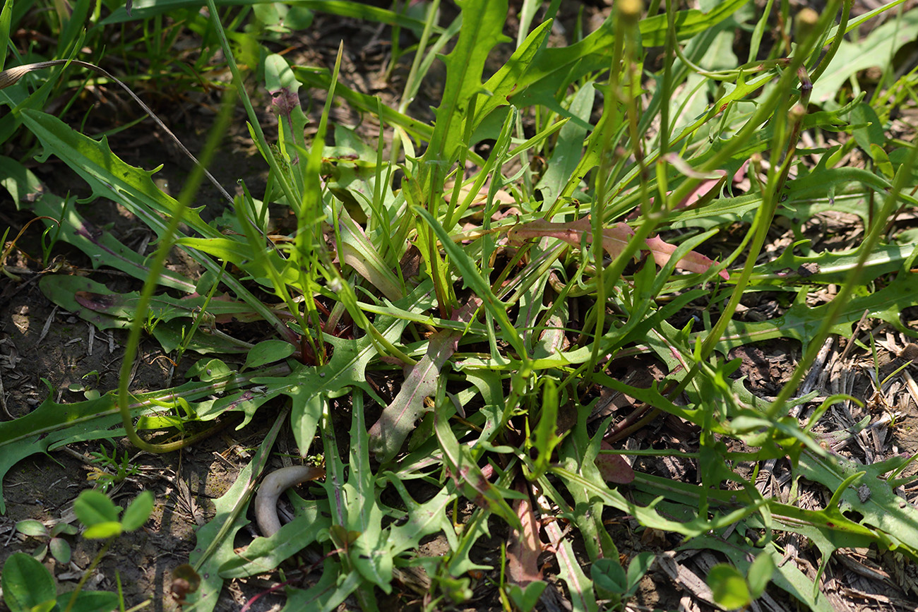 Image of Scorzoneroides autumnalis specimen.