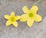 Cucumis meeusei