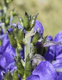 Aconitum napellus ssp. vulgare