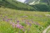 Betonica macrantha. Цветущие растения (на переднем плане) на высокотравном лугу. Карачаево-Черкесия, Домбай, долина р. Домбай-Ульген у Чухчхурских водопадов, около 2200 м н.у.м. 21.07.2010.