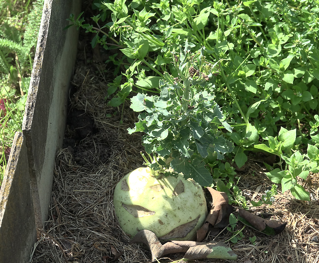 Изображение особи Brassica oleracea var. gongylodes.