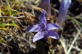 Gentianella biebersteinii