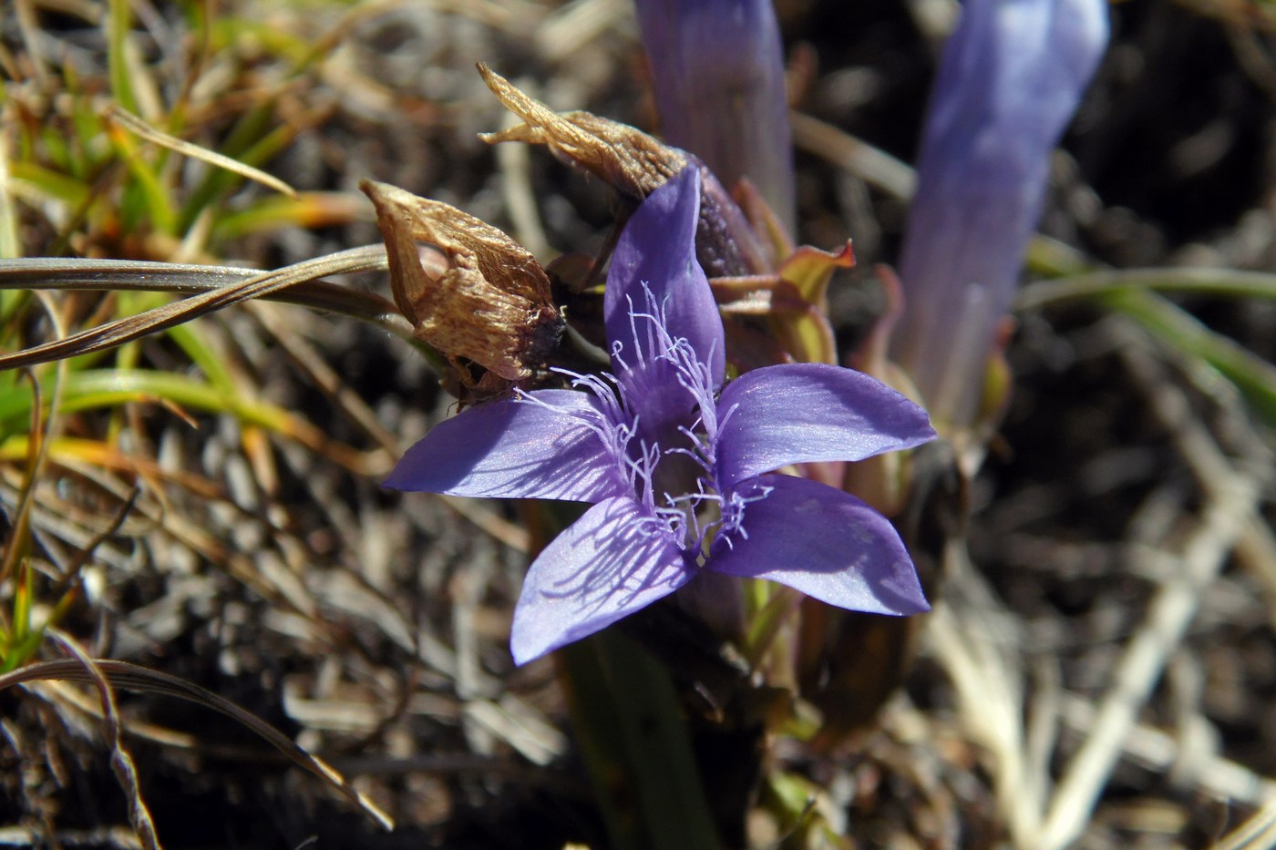 Изображение особи Gentianella biebersteinii.