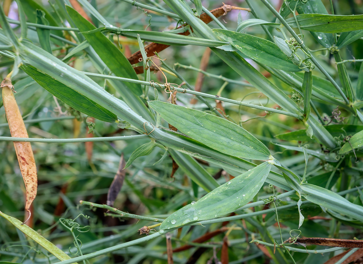 Изображение особи Lathyrus latifolius.