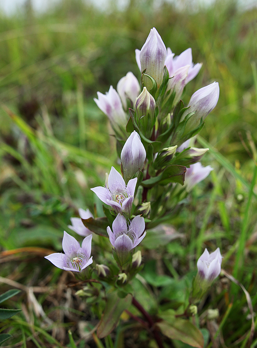 Изображение особи Gentianella biebersteinii.